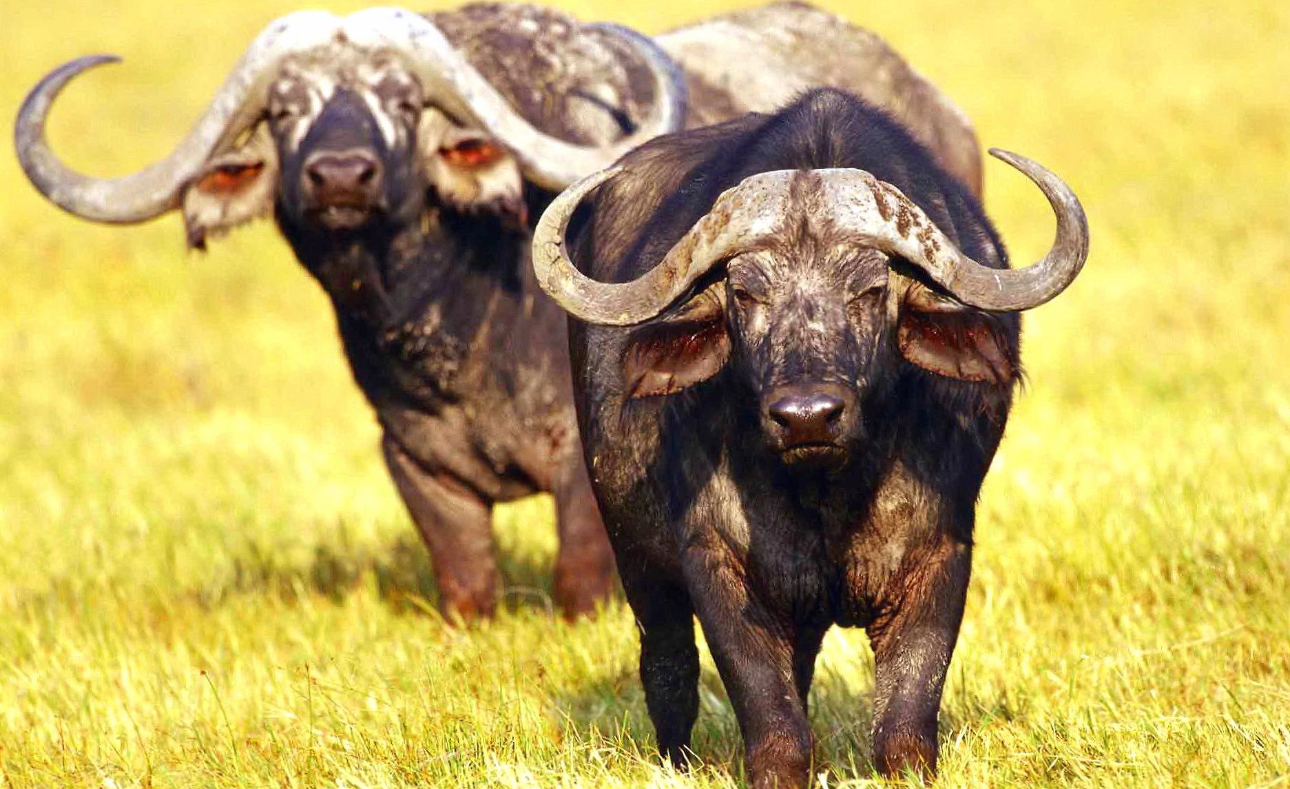 Two buffalos at 1280 x 960 size wallpapers HD quality