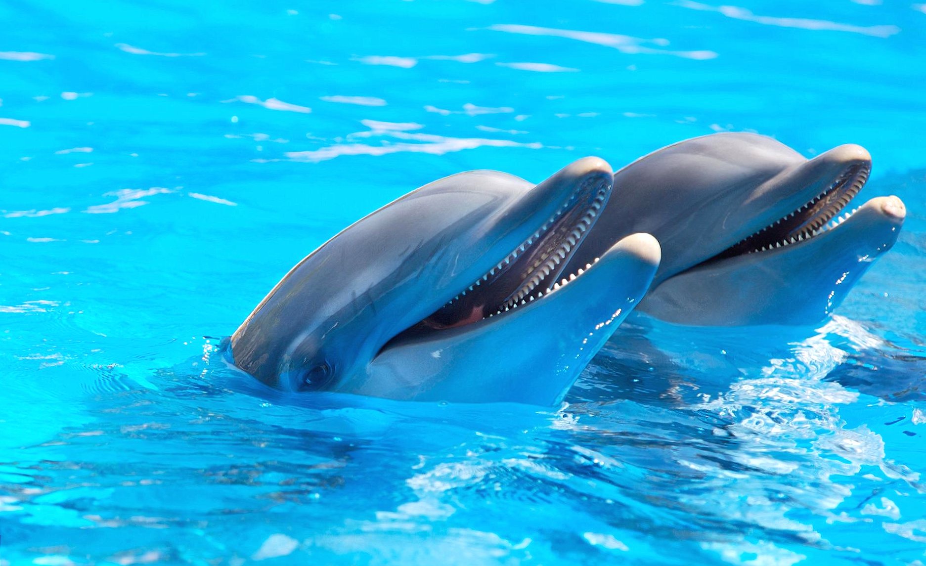 Two dolphins at 1280 x 960 size wallpapers HD quality