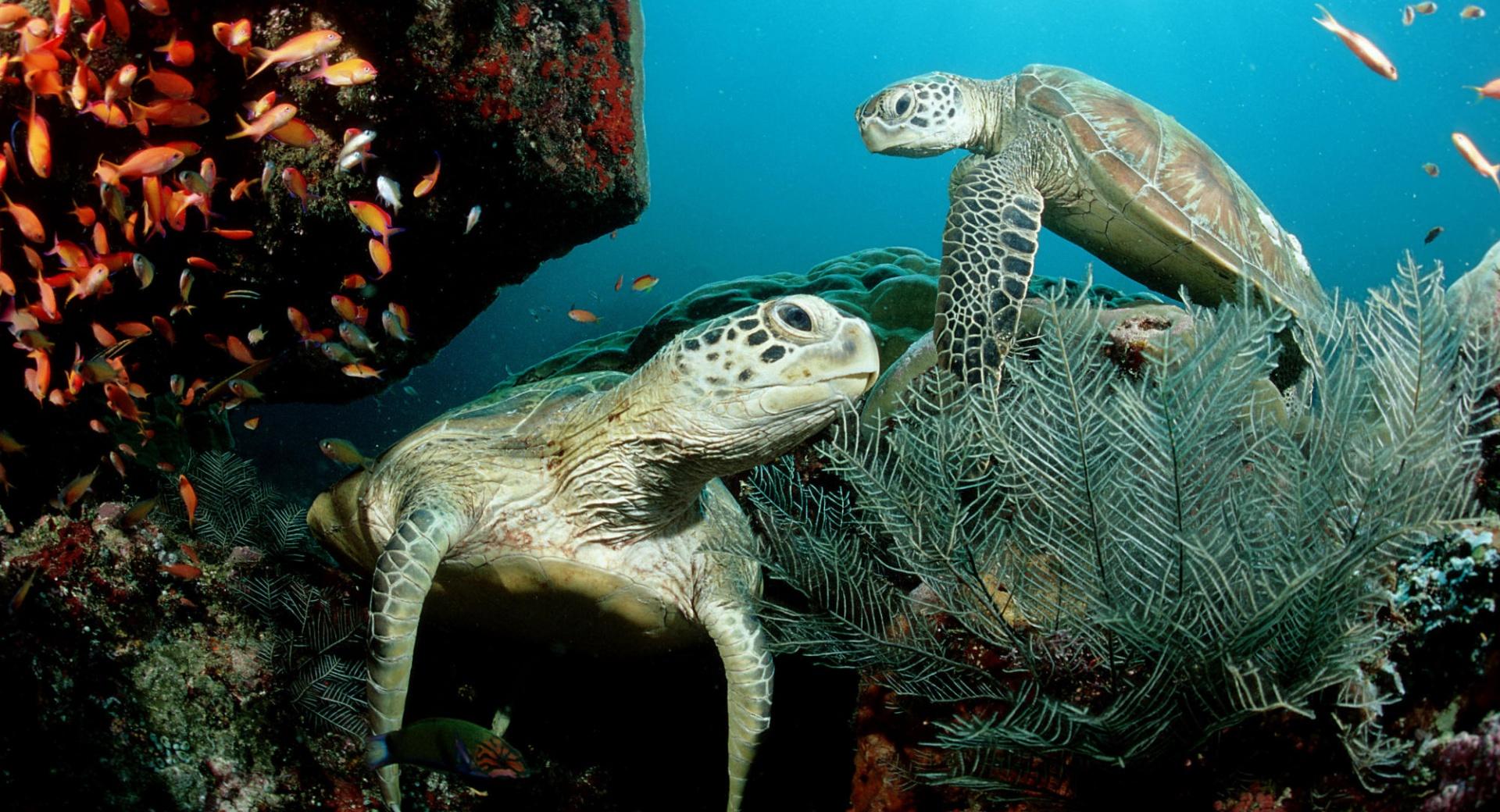Two Green Sea Turtle wallpapers HD quality