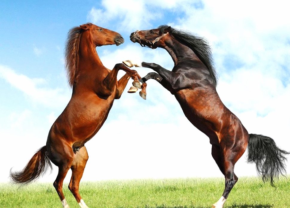 Two horses at 2048 x 2048 iPad size wallpapers HD quality