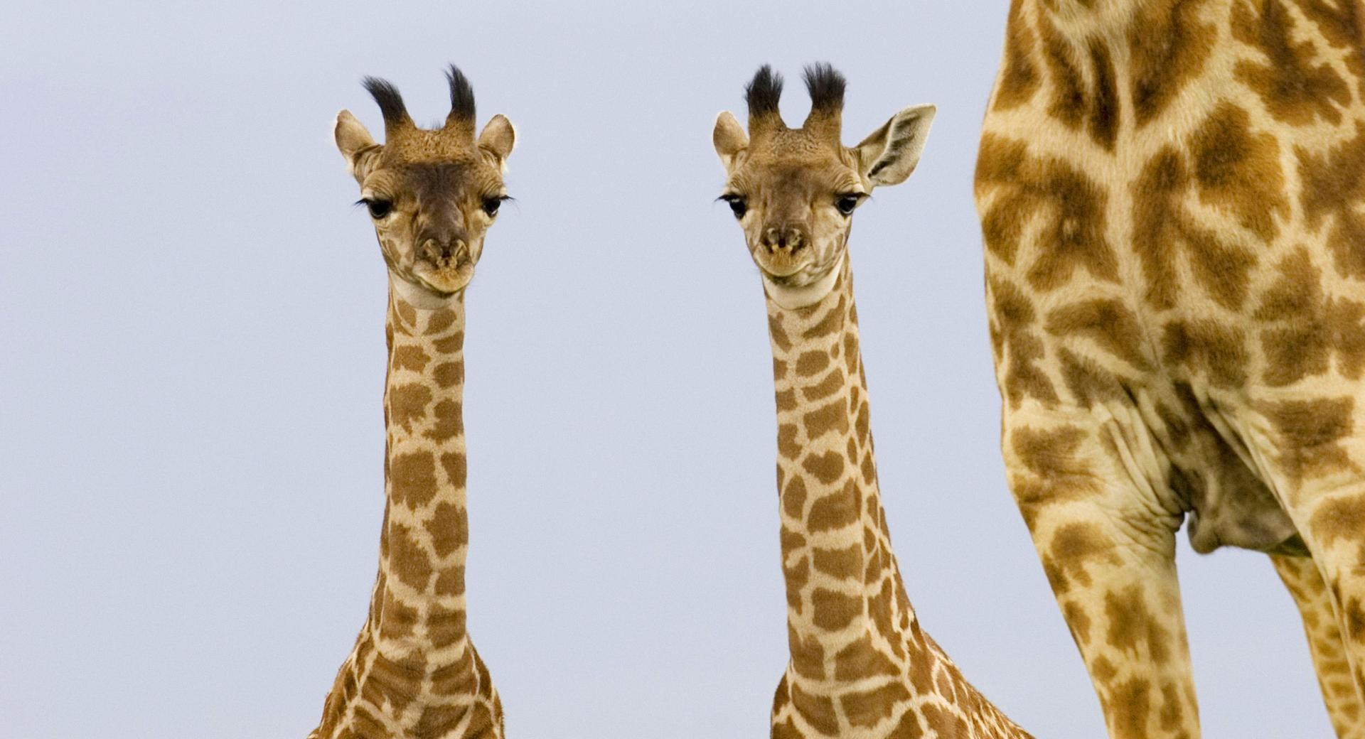 Two Newborn Giraffe Masai Mara Kenya at 1024 x 1024 iPad size wallpapers HD quality