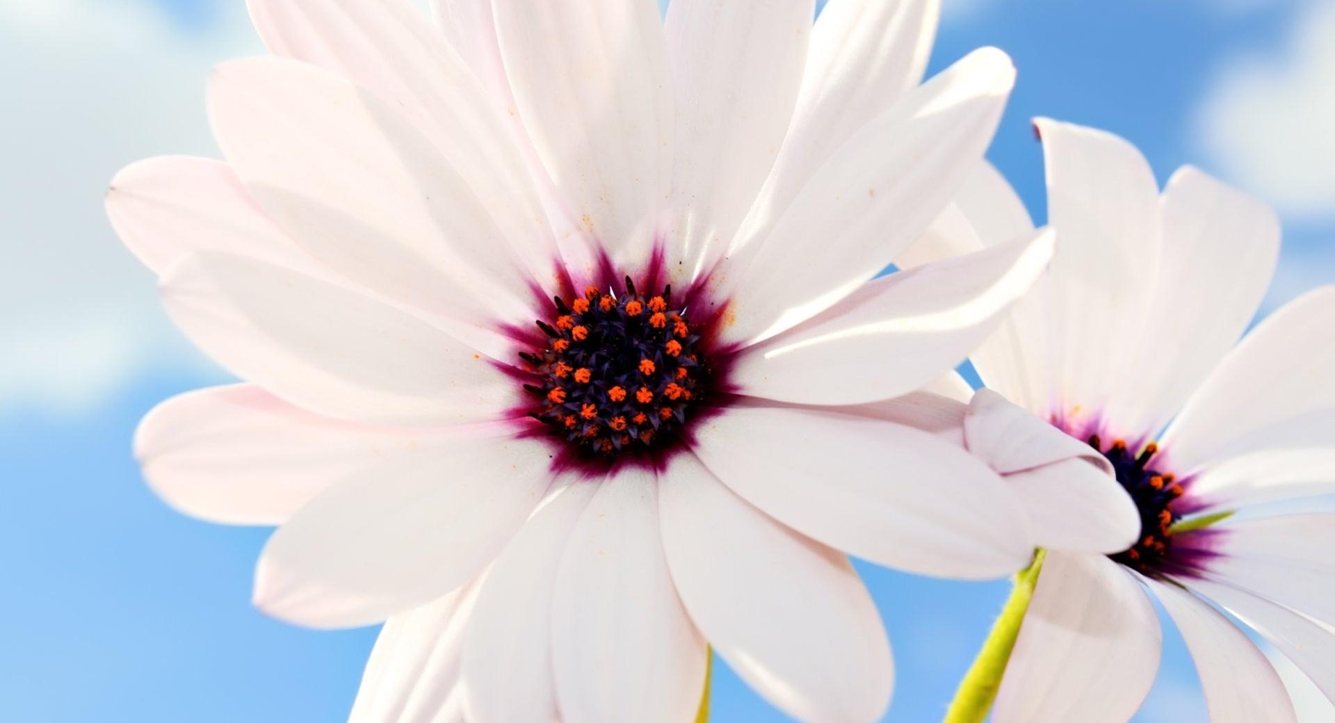 Two White Daisies at 1024 x 768 size wallpapers HD quality