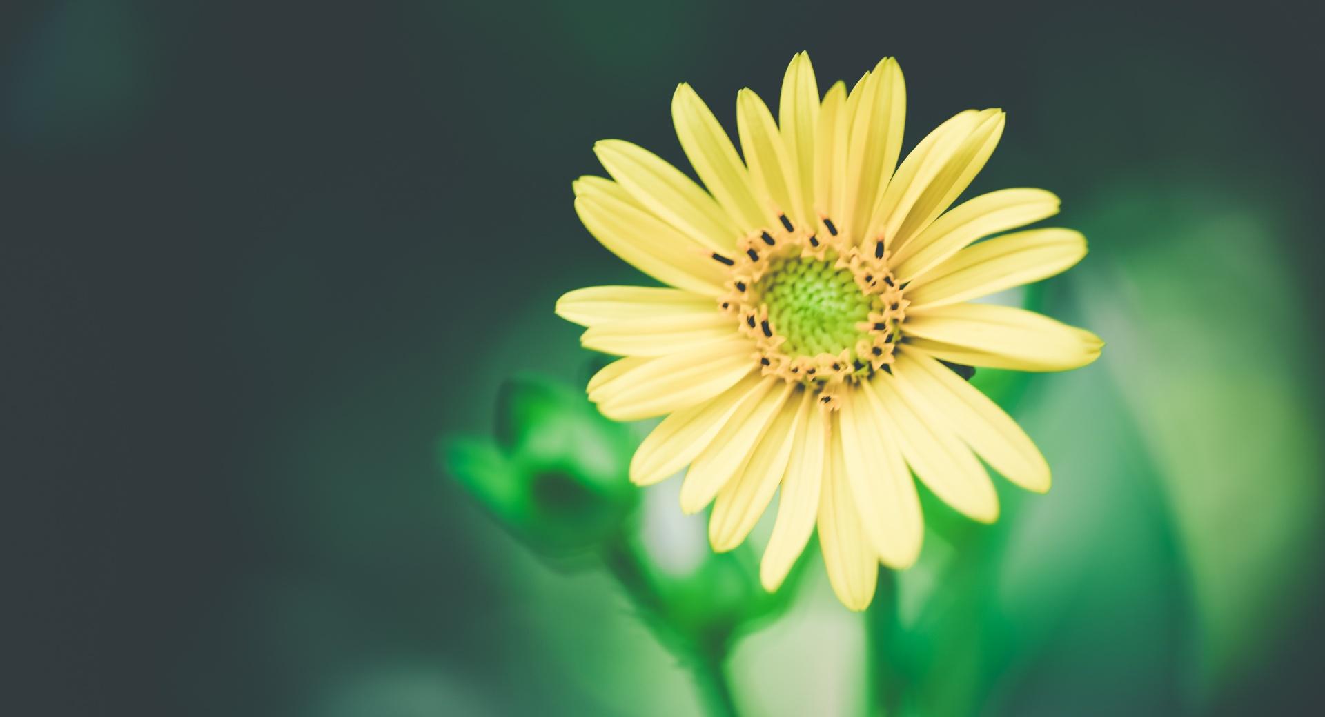 Unsaturated Yellow Flower at 1152 x 864 size wallpapers HD quality