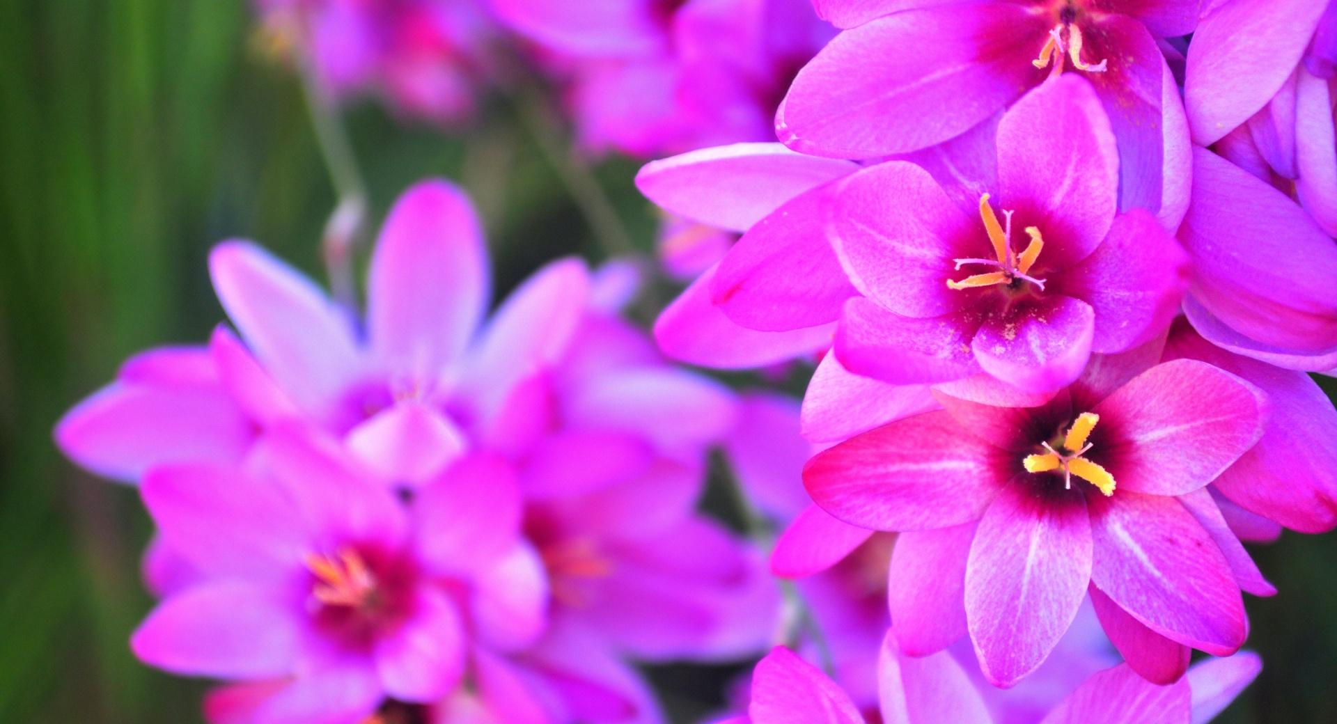 Vibrant Flowers wallpapers HD quality