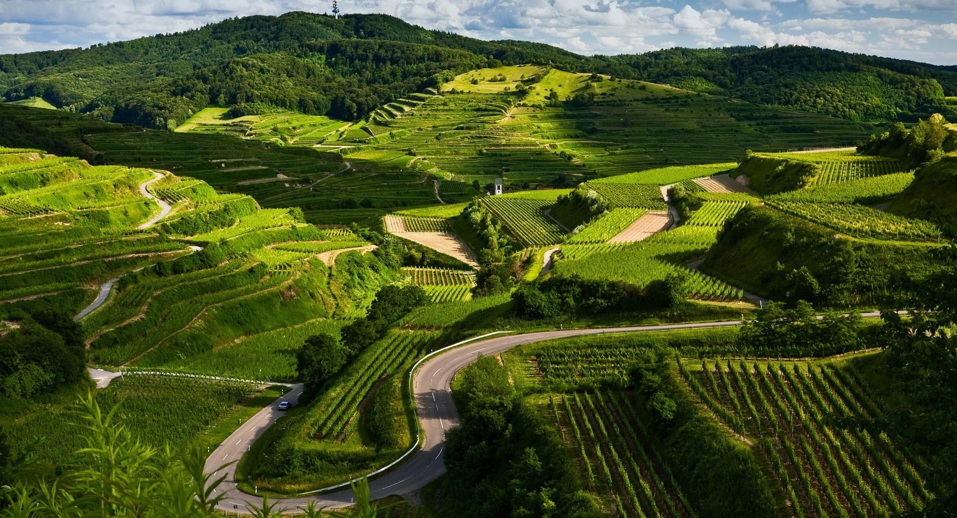 Vineyards at 320 x 480 iPhone size wallpapers HD quality