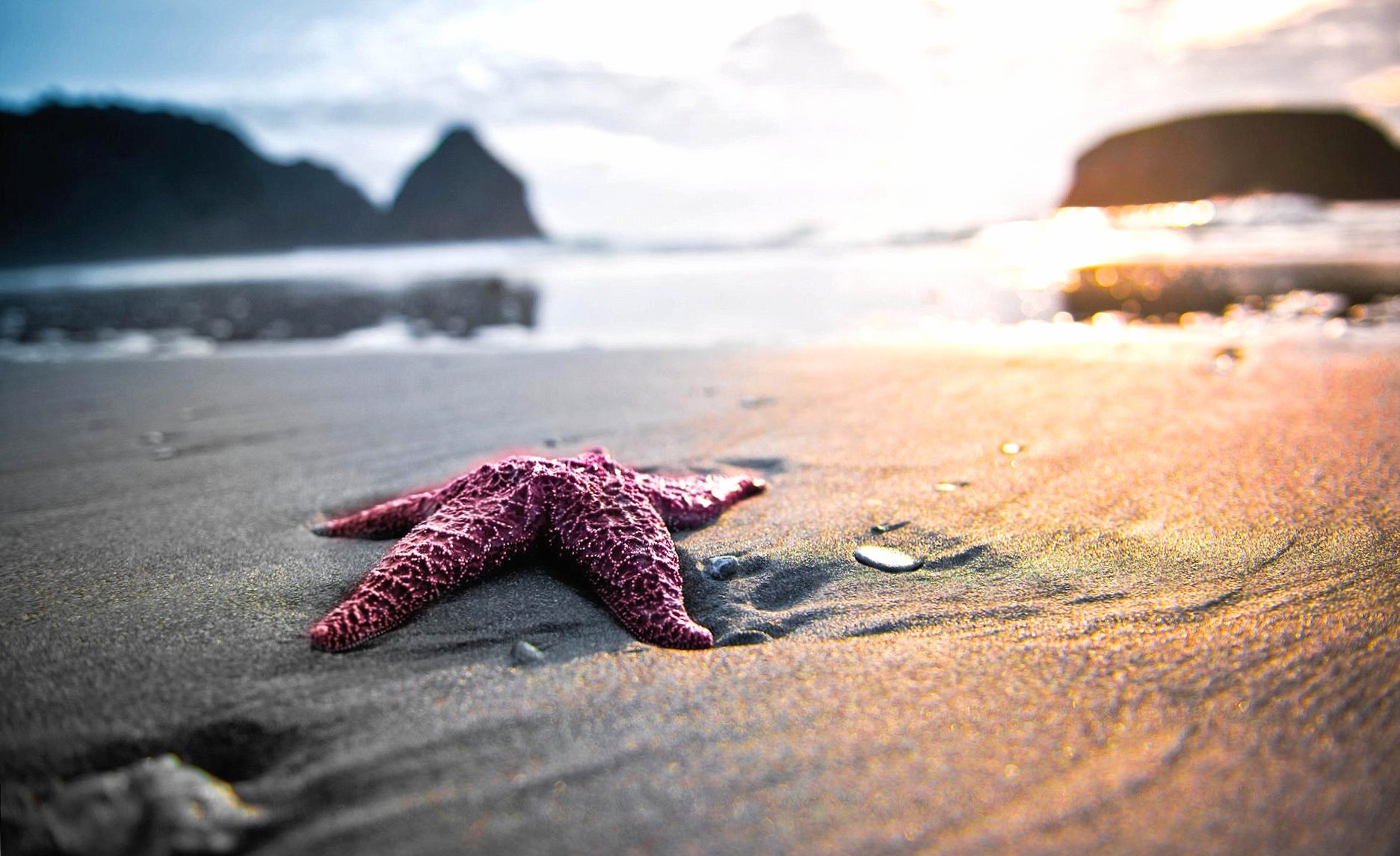 Violet sea star at 640 x 1136 iPhone 5 size wallpapers HD quality