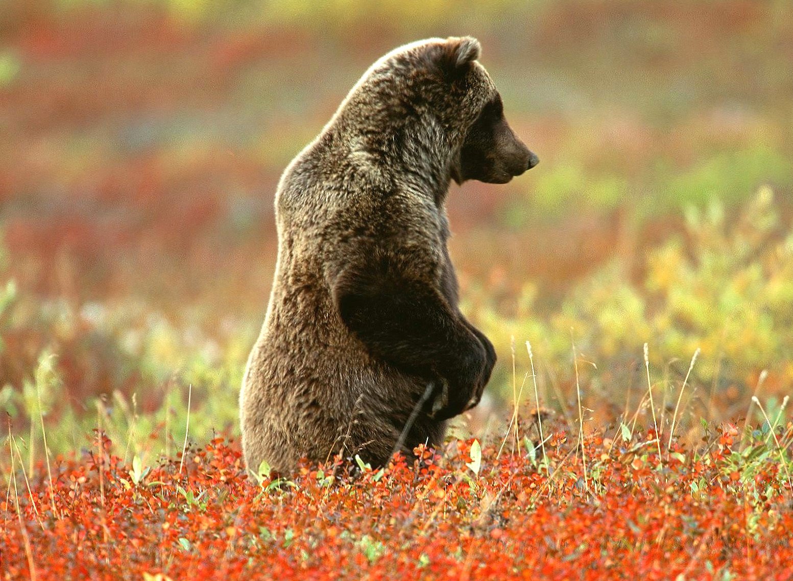 Walking bear at 1280 x 960 size wallpapers HD quality