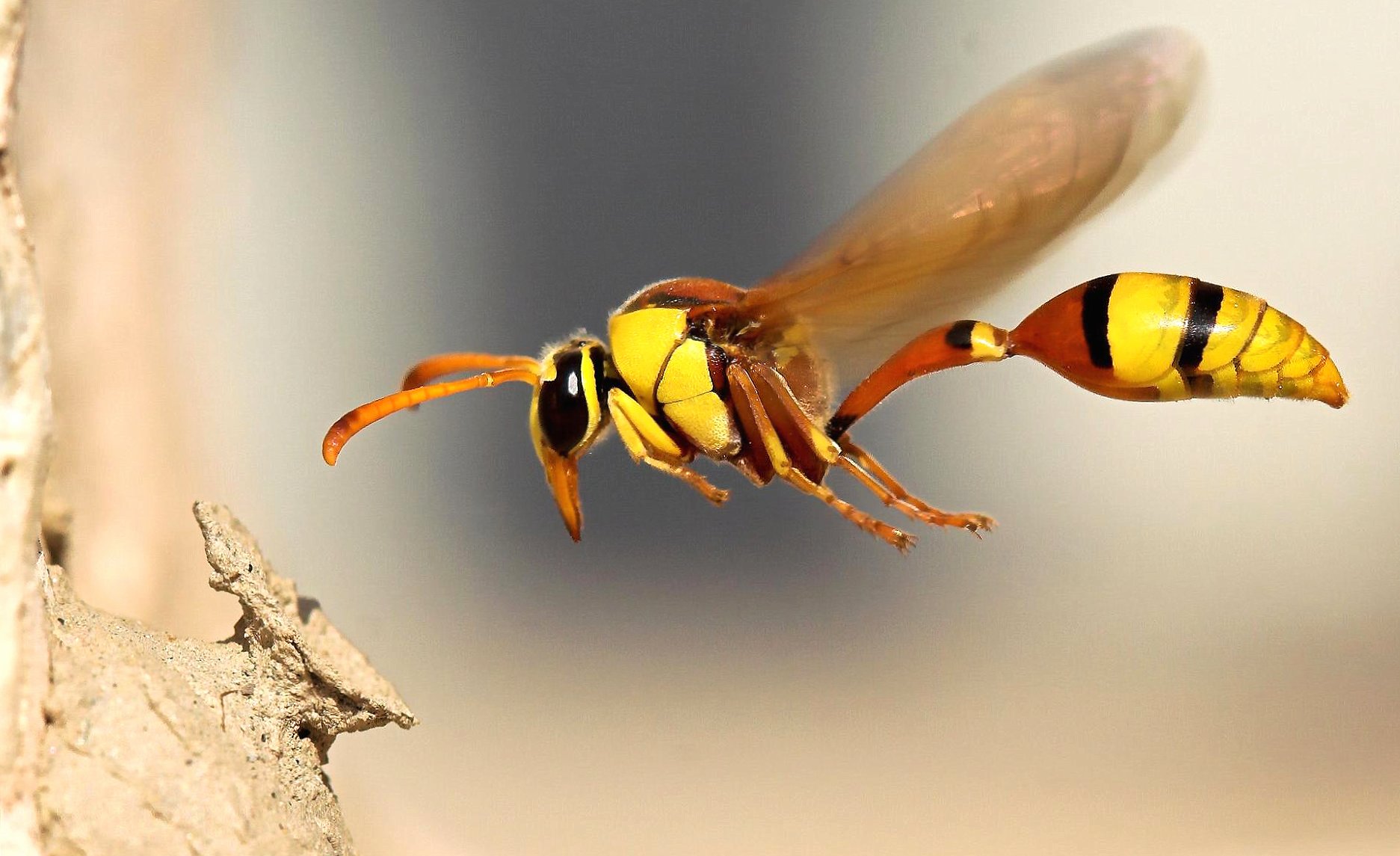 Wasp flyng macro at 320 x 480 iPhone size wallpapers HD quality