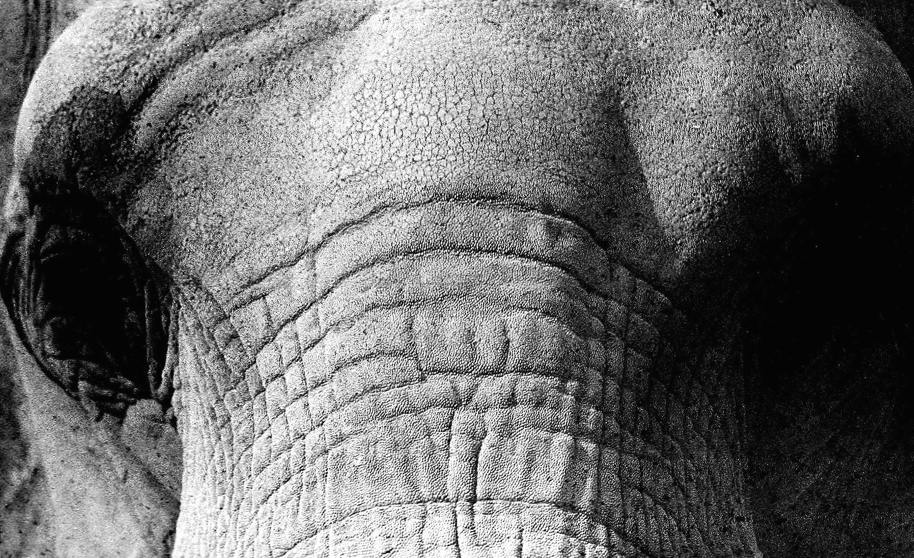 Watching elephant at 640 x 960 iPhone 4 size wallpapers HD quality