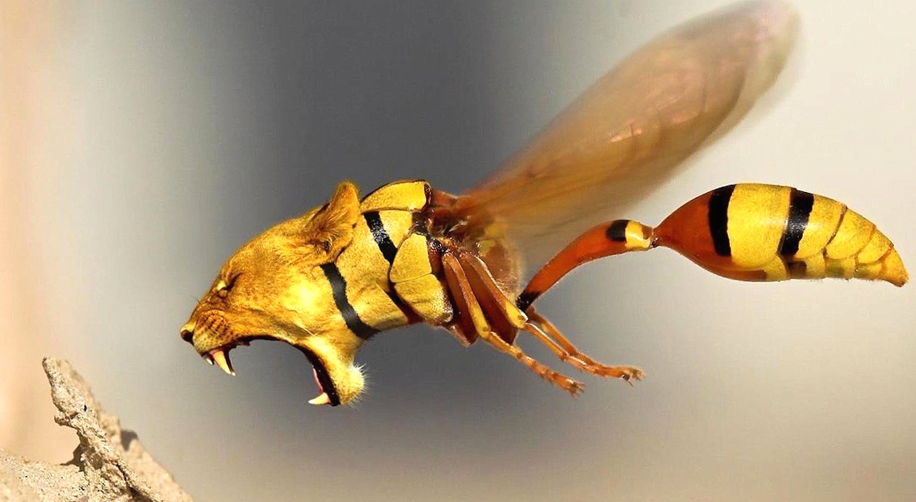 weird lion wasp at 640 x 960 iPhone 4 size wallpapers HD quality
