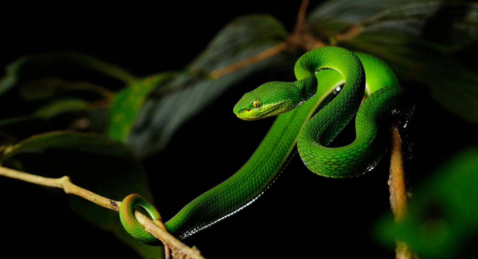 White-lipped Pit Viper Snake wallpapers HD quality