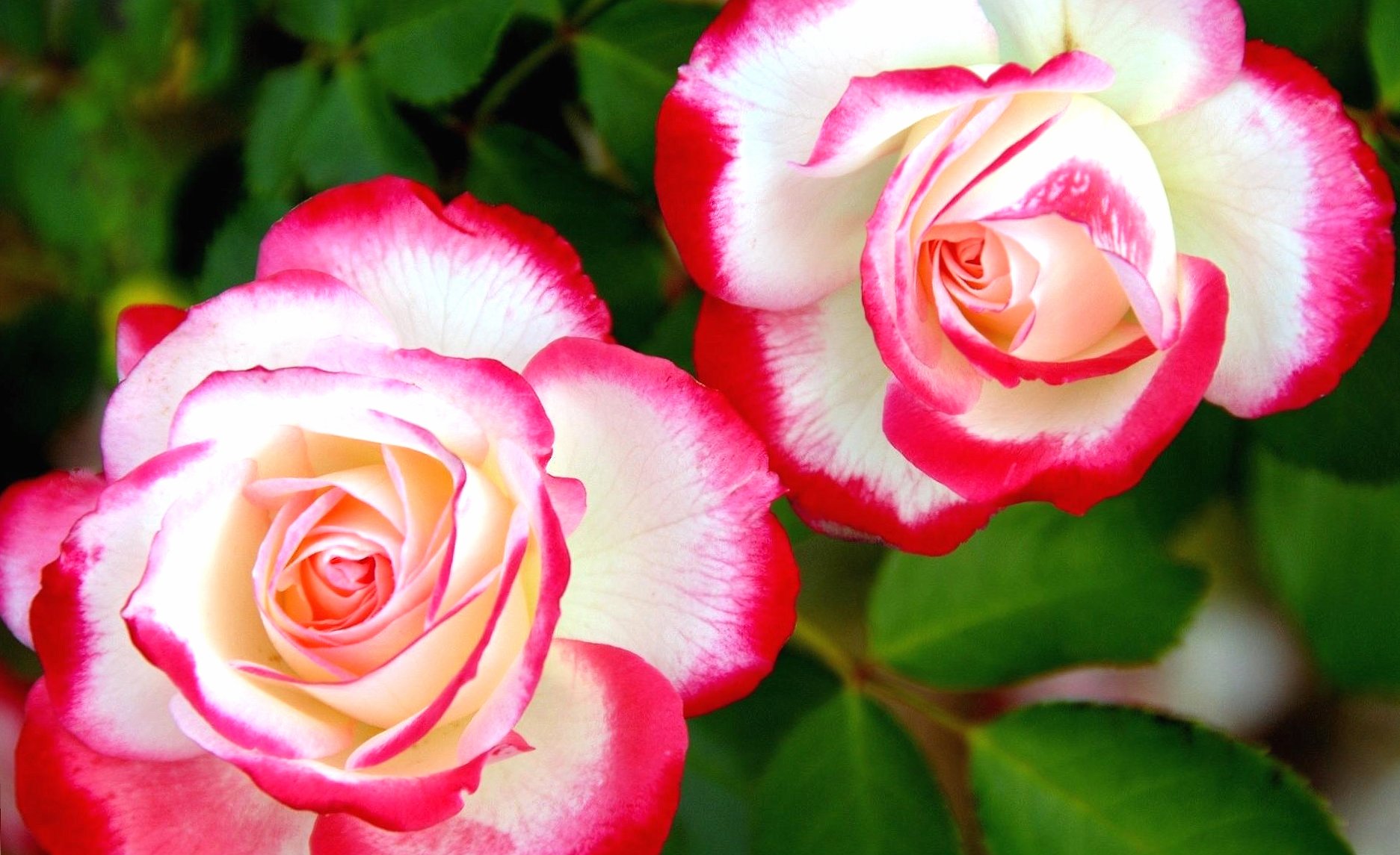White and red roses at 640 x 1136 iPhone 5 size wallpapers HD quality
