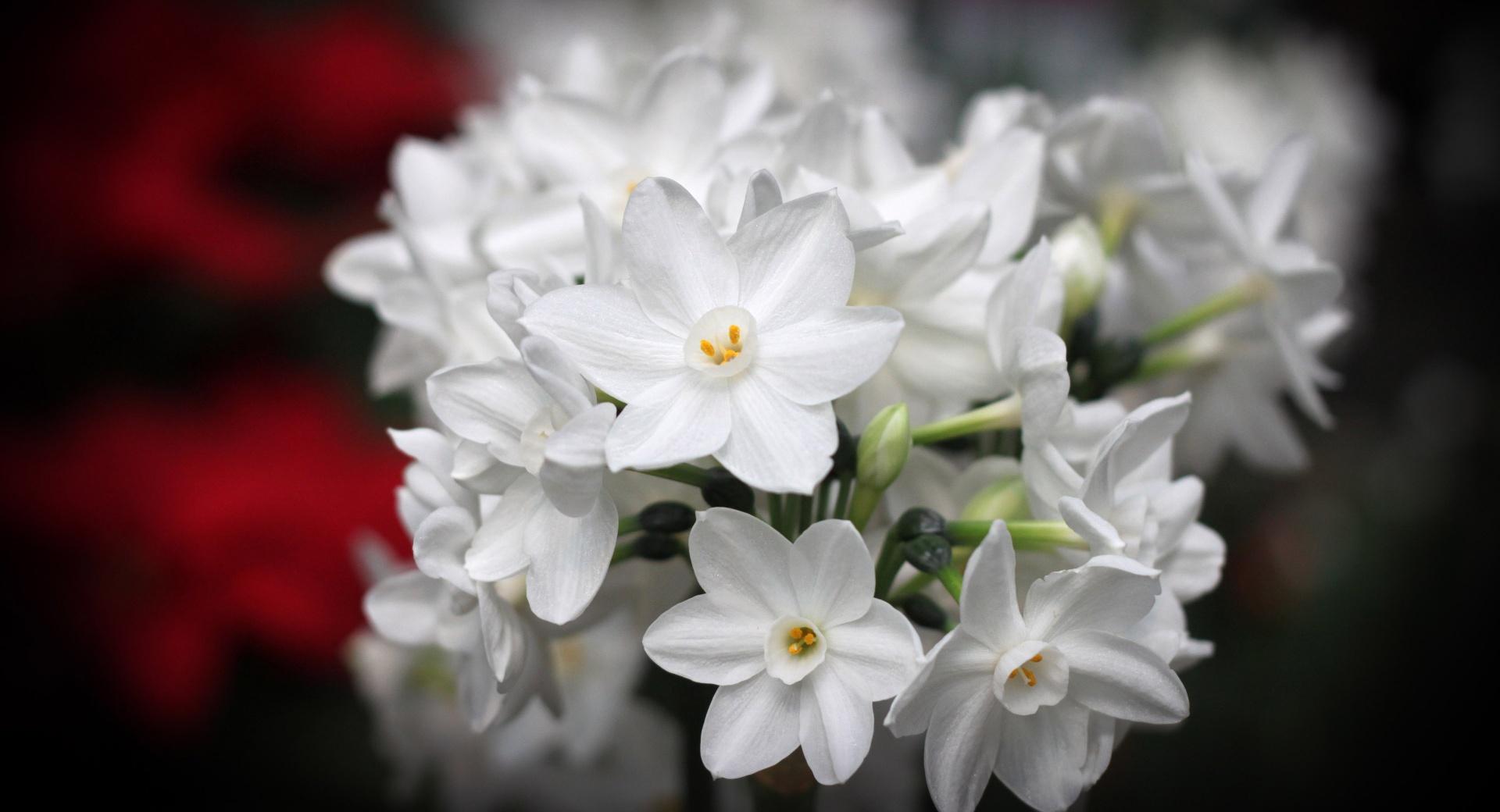 White Blossoms at 640 x 1136 iPhone 5 size wallpapers HD quality