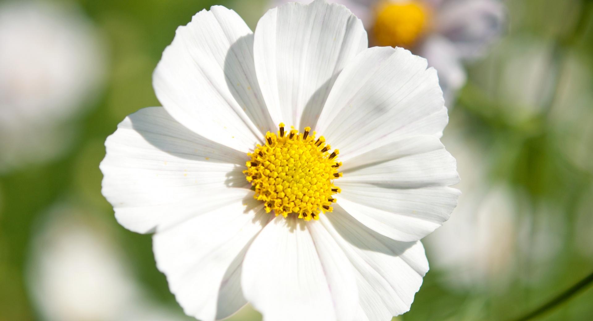 White Cosmos Flower Closeup wallpapers HD quality