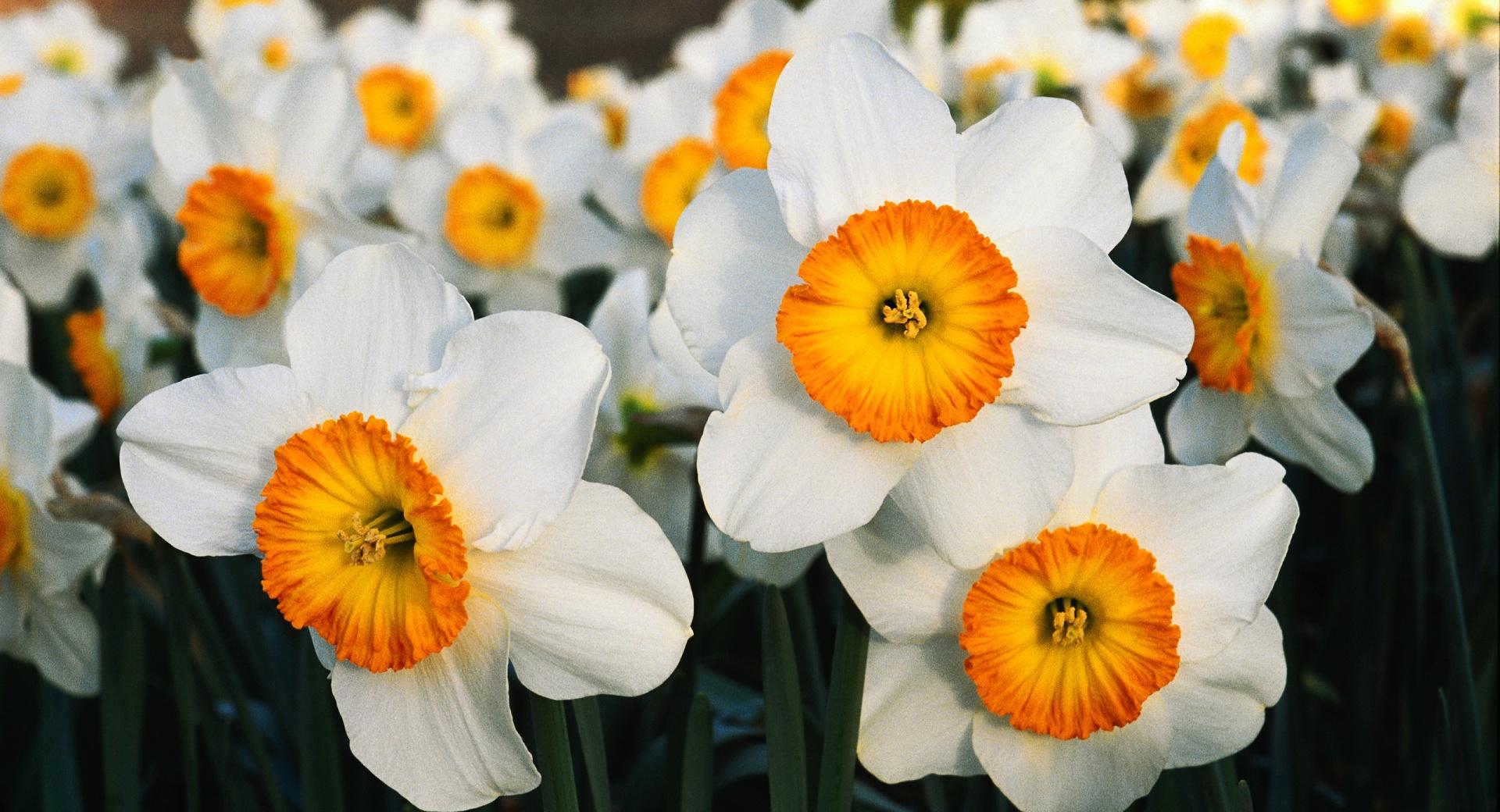 White Daffodils at 640 x 1136 iPhone 5 size wallpapers HD quality