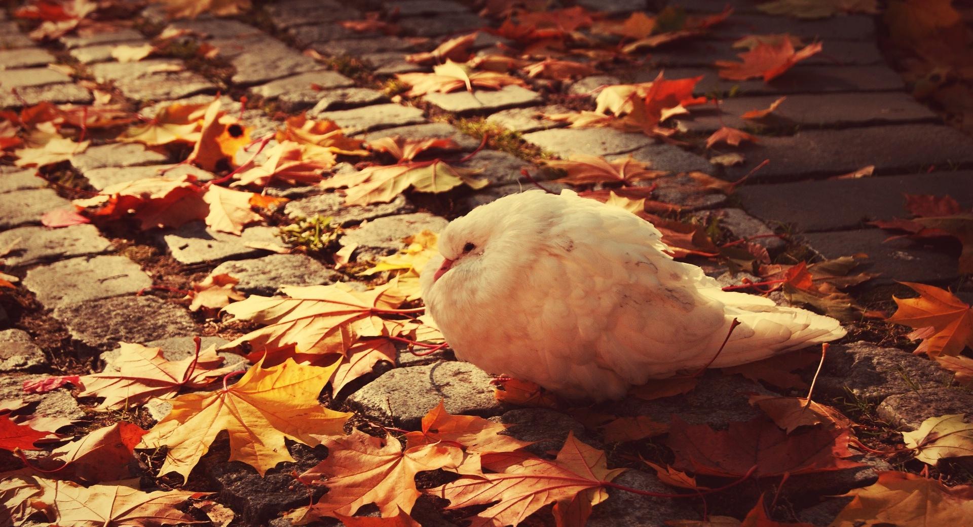 White Dove Autumn at 1024 x 1024 iPad size wallpapers HD quality