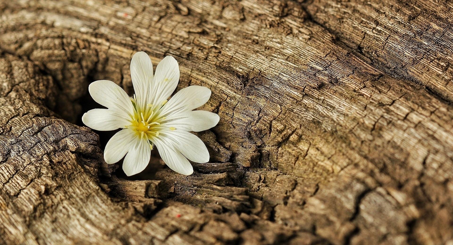 White Flower at 640 x 1136 iPhone 5 size wallpapers HD quality
