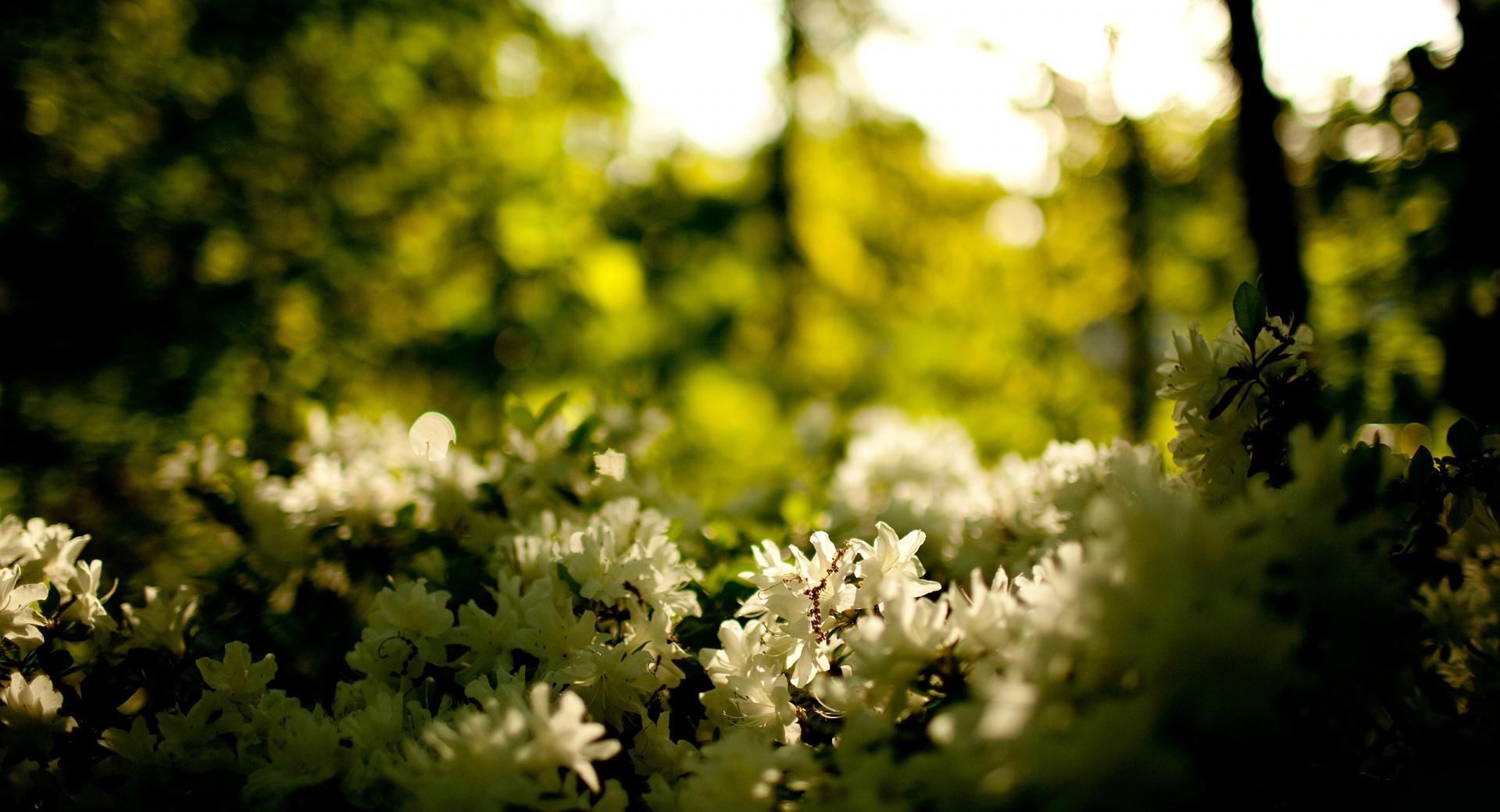 White Flowers Bush at 320 x 480 iPhone size wallpapers HD quality