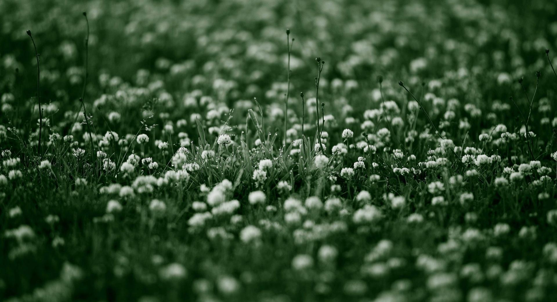 White Flowers Field at 1152 x 864 size wallpapers HD quality