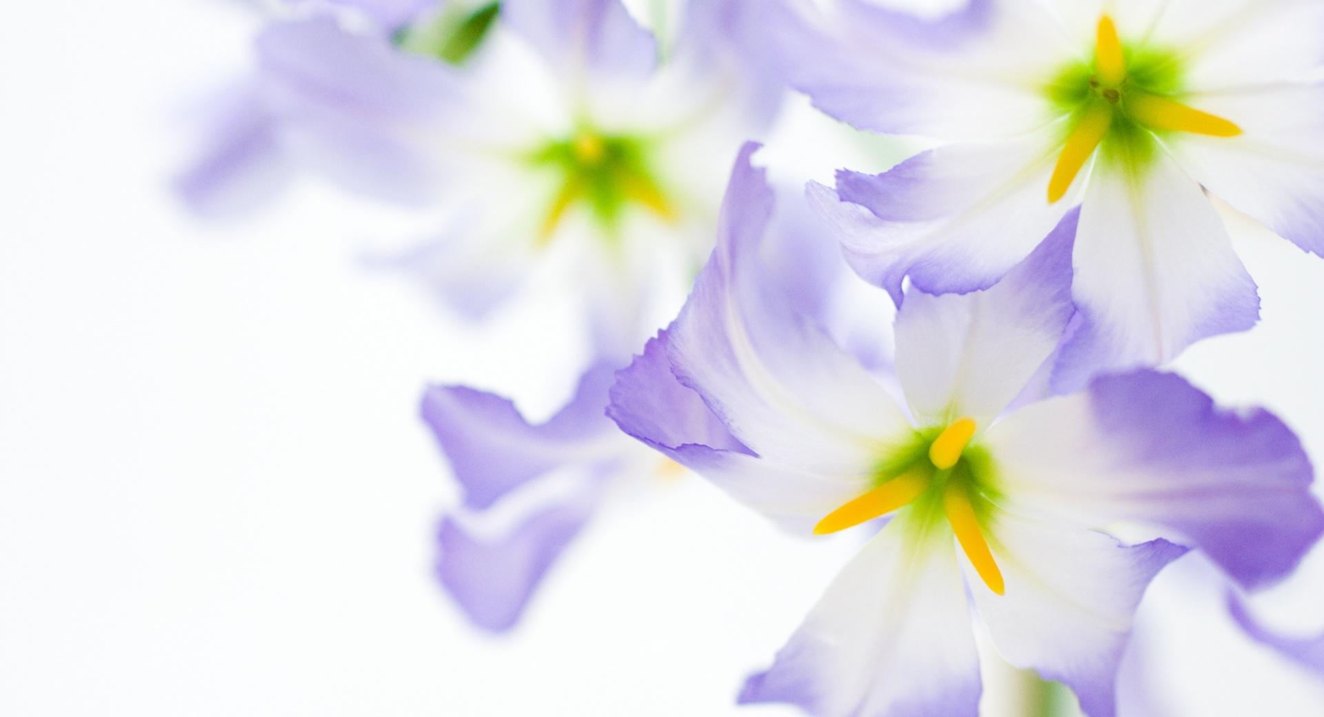 White Flowers Macro at 750 x 1334 iPhone 6 size wallpapers HD quality