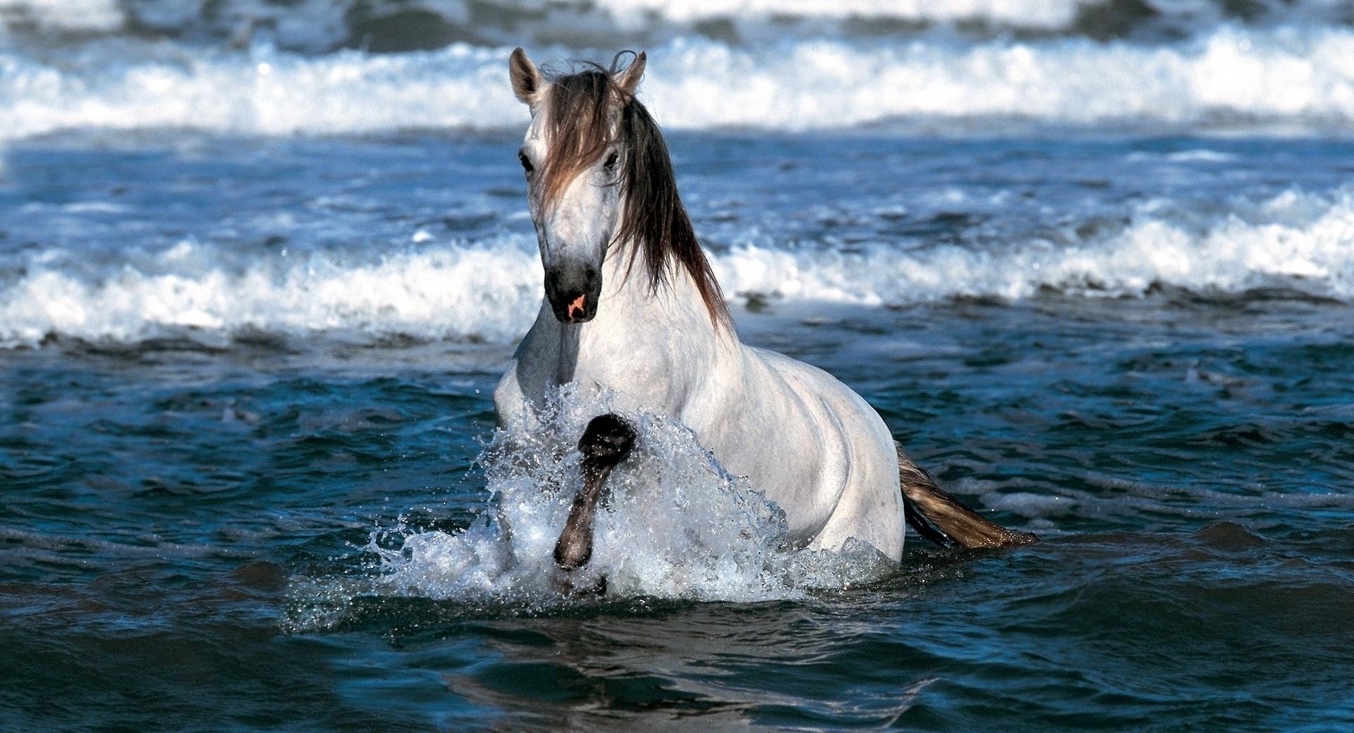 White Horse Running In Water at 750 x 1334 iPhone 6 size wallpapers HD quality