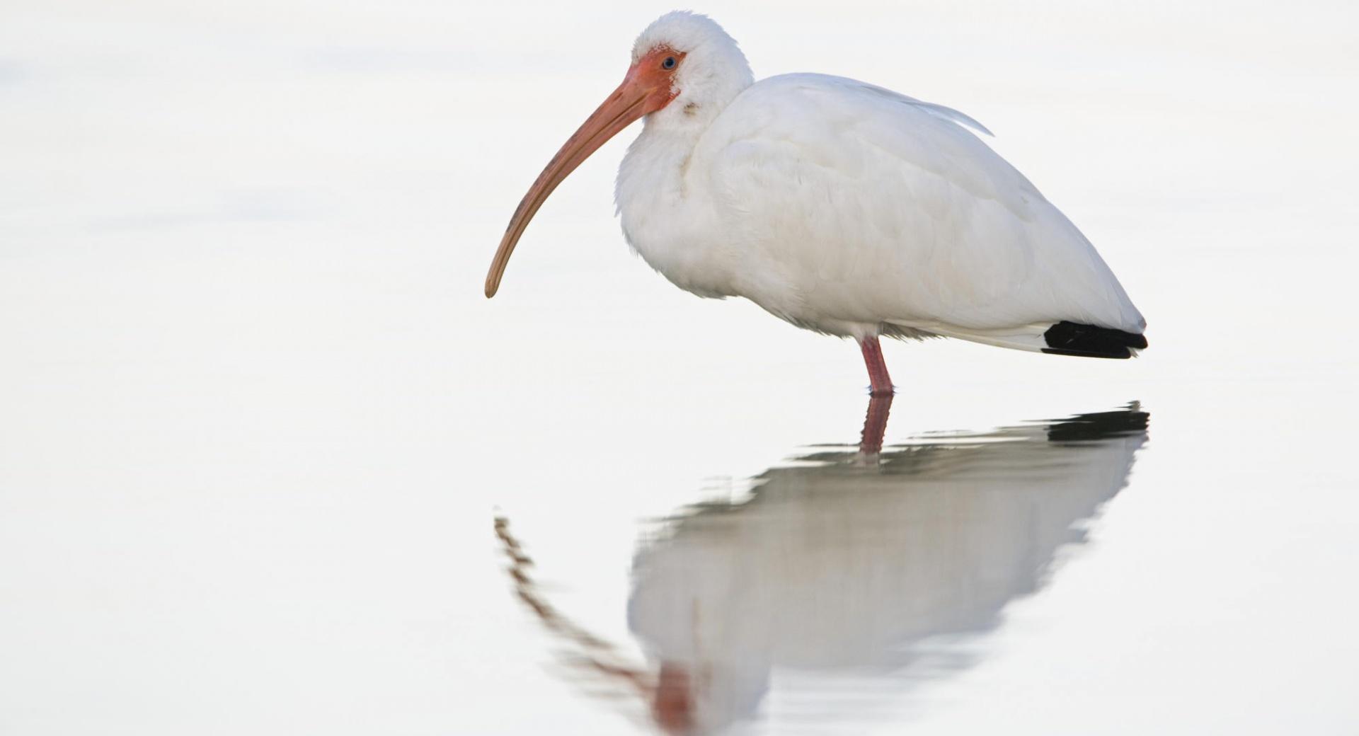 White Ibis At Dawn Fort Meyers Florida at 2048 x 2048 iPad size wallpapers HD quality
