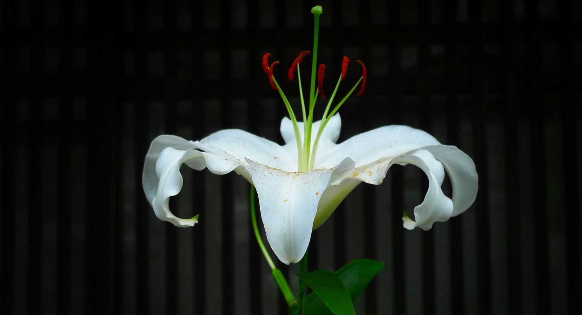 White Lily at 640 x 960 iPhone 4 size wallpapers HD quality