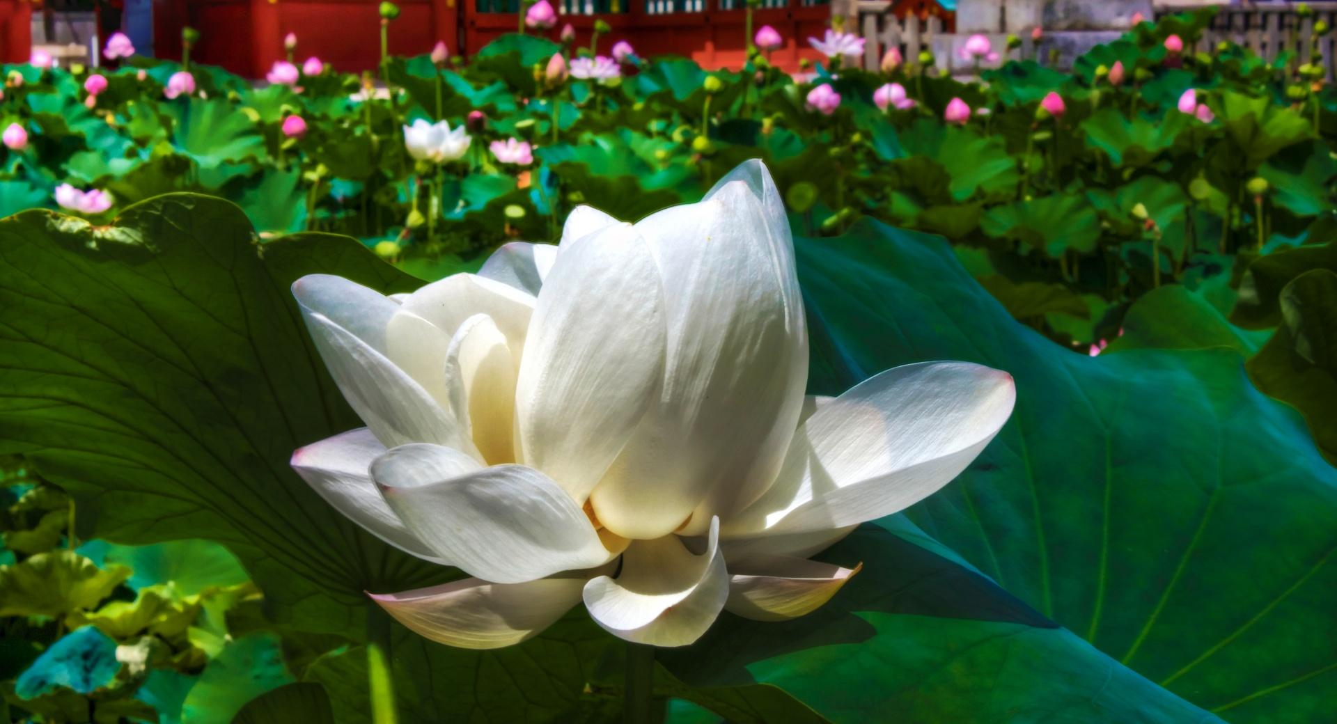 White Lotus at 1334 x 750 iPhone 7 size wallpapers HD quality