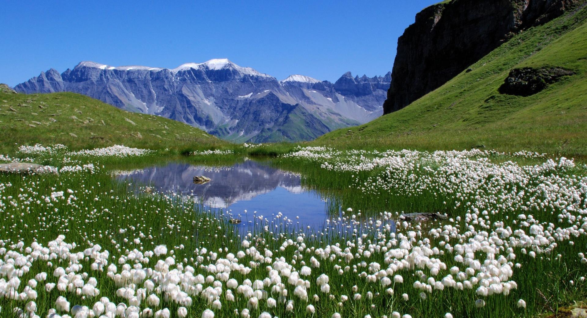 White Mountain Flowers at 640 x 960 iPhone 4 size wallpapers HD quality