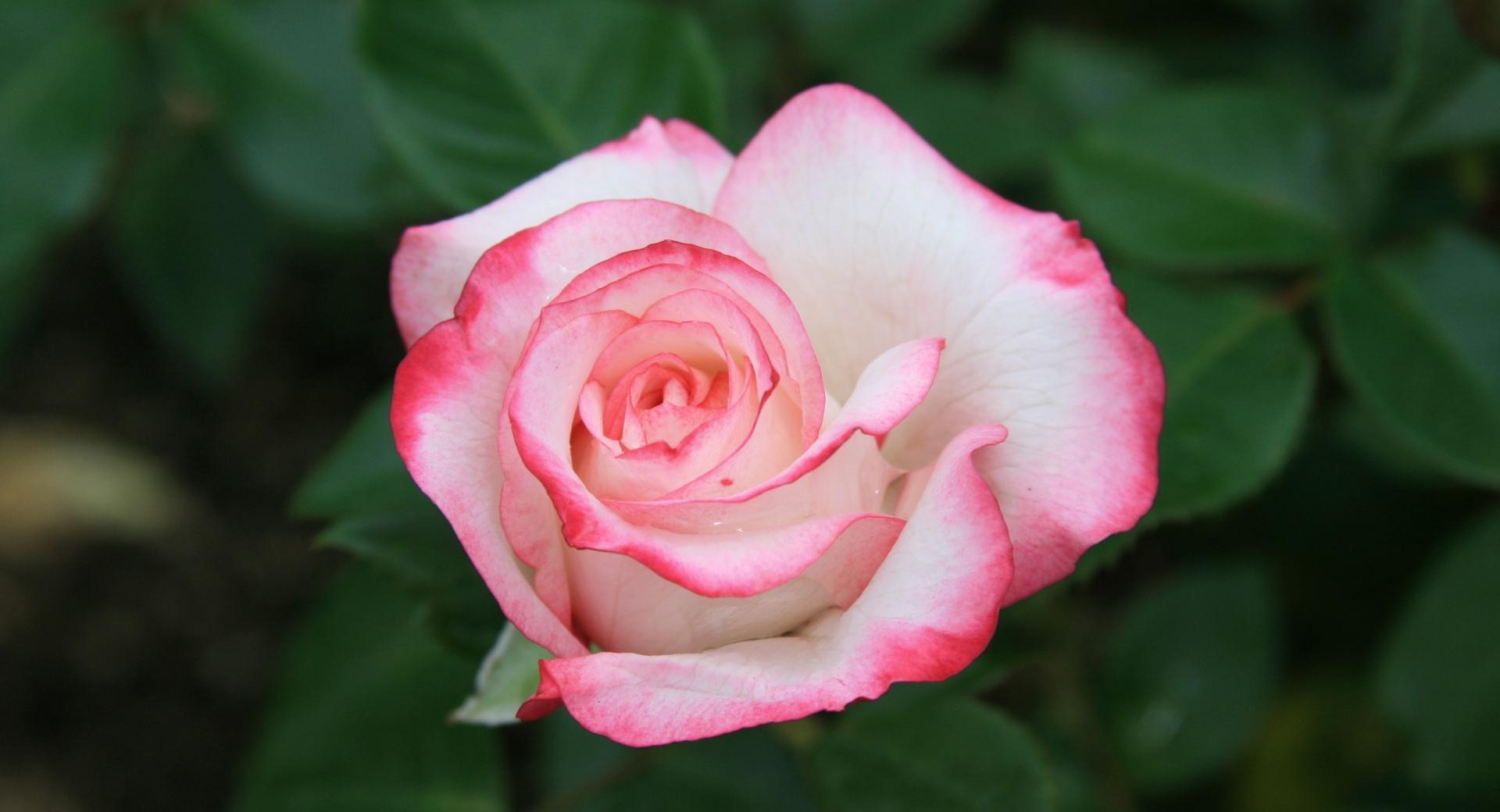 White Rose With Red Edges at 2048 x 2048 iPad size wallpapers HD quality