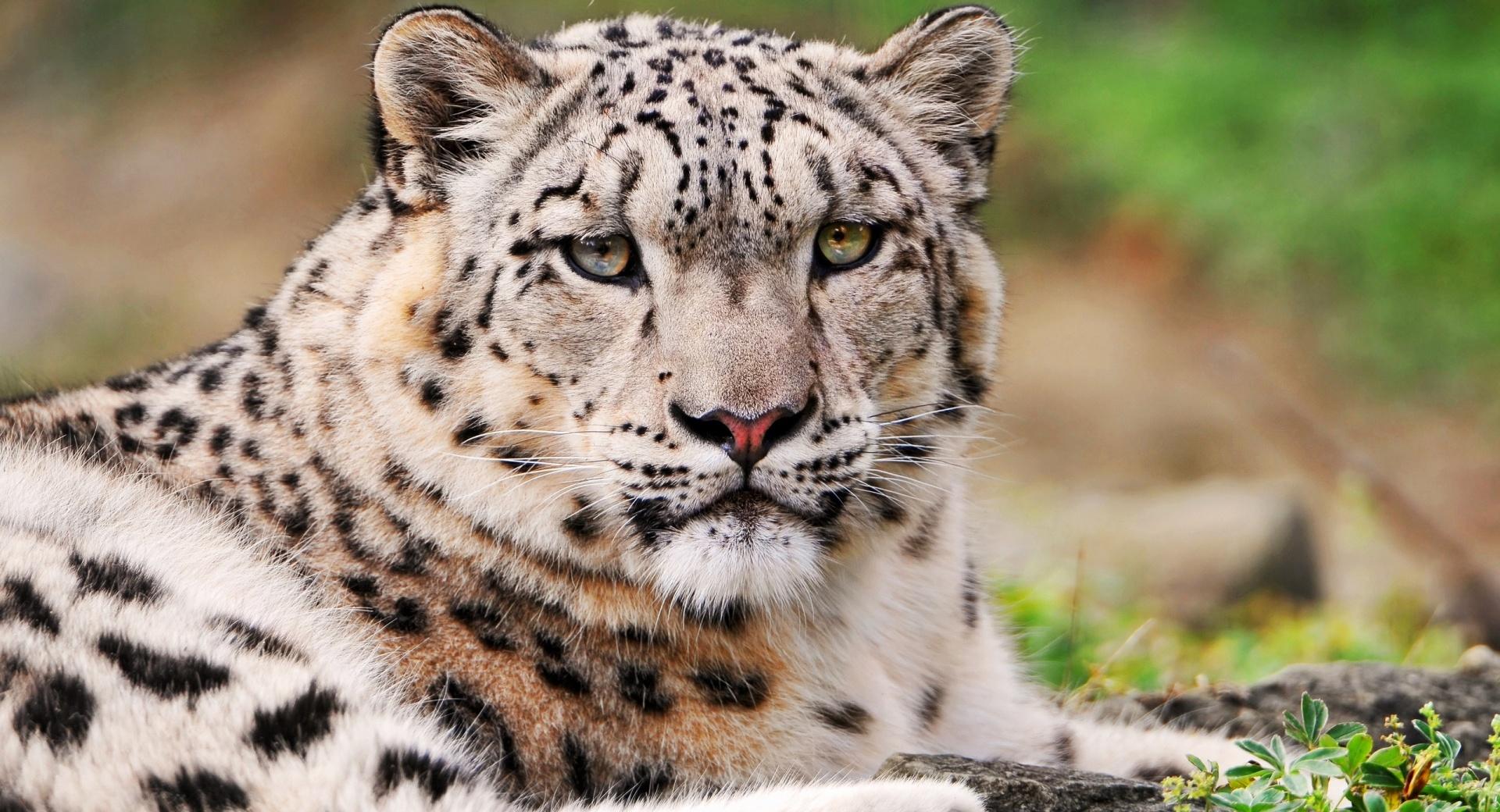White Snow Leopard at 640 x 960 iPhone 4 size wallpapers HD quality