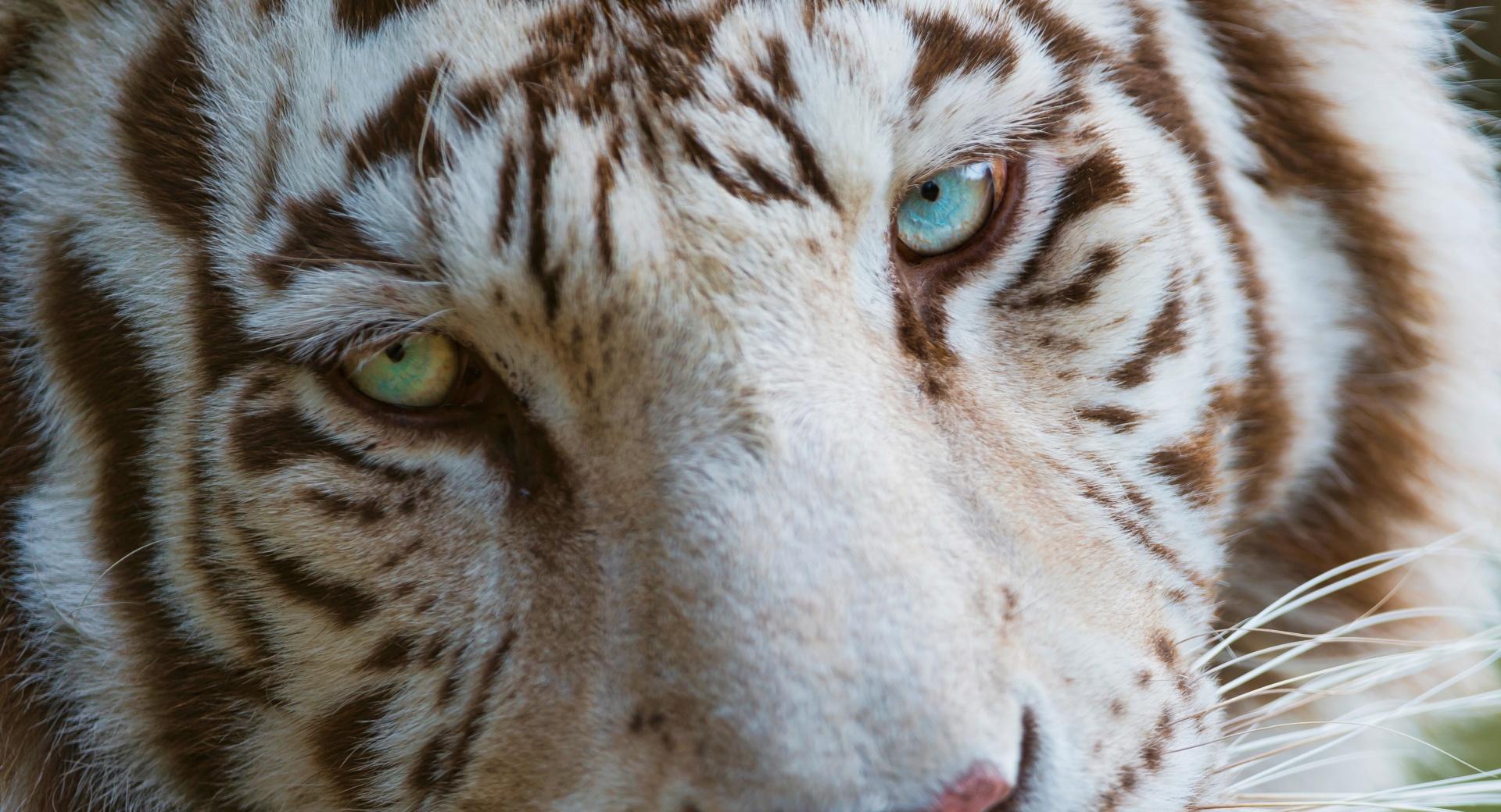 White Tiger Eyes at 1334 x 750 iPhone 7 size wallpapers HD quality