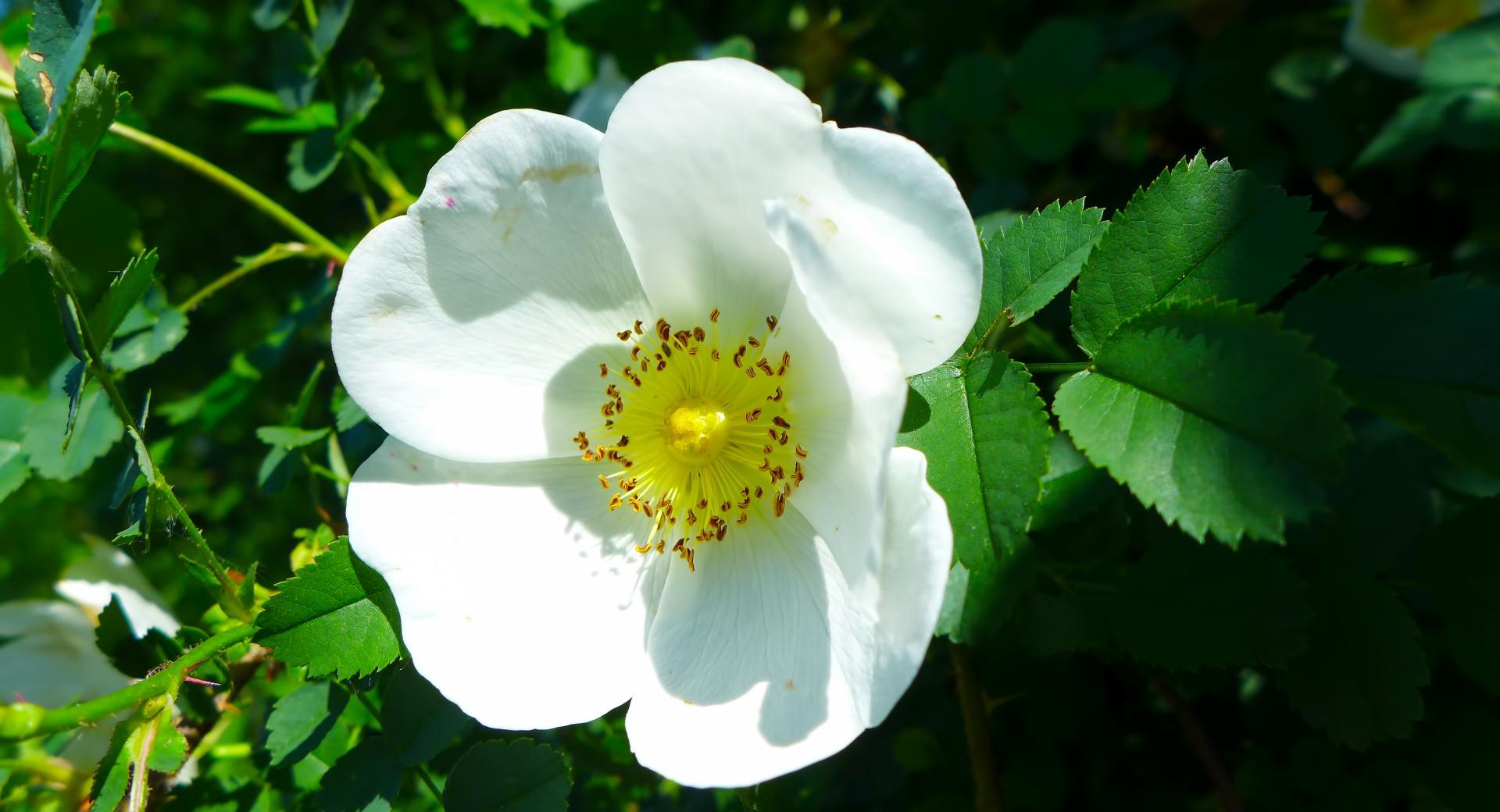White Wild Rose at 1152 x 864 size wallpapers HD quality