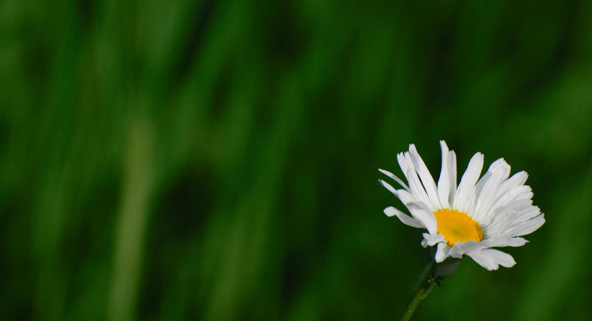 Wild Daisy at 1280 x 960 size wallpapers HD quality