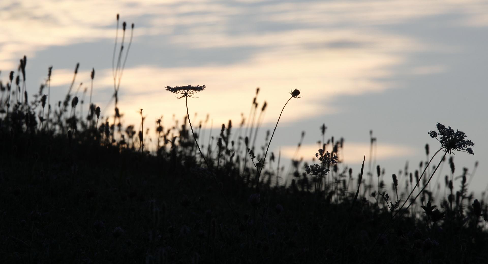 Wildflowers Silhouette at Dawn at 640 x 1136 iPhone 5 size wallpapers HD quality