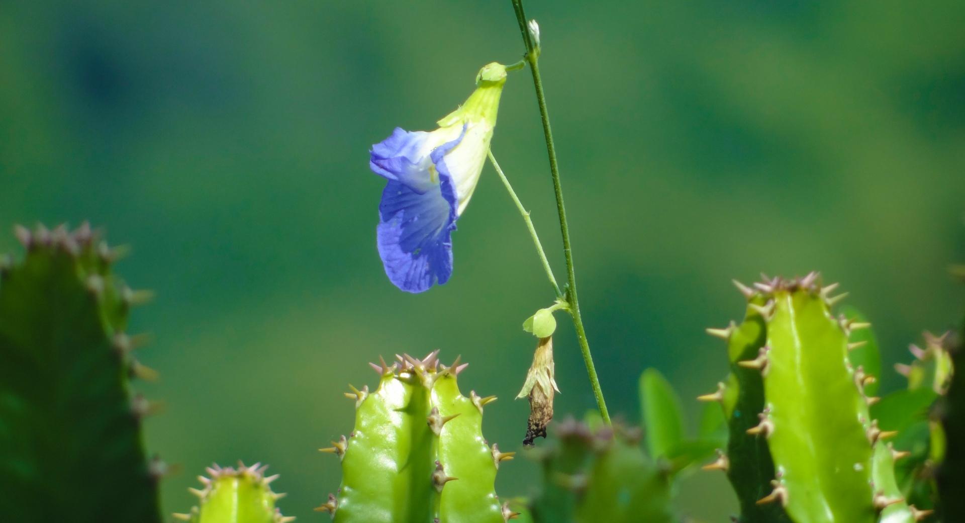 Will to Survive, A Blue Flower at 1152 x 864 size wallpapers HD quality