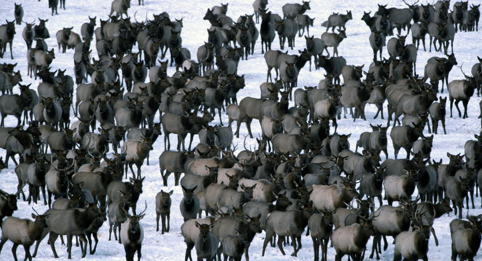 Winter Elk Herd Grand Teton National Park at 640 x 960 iPhone 4 size wallpapers HD quality