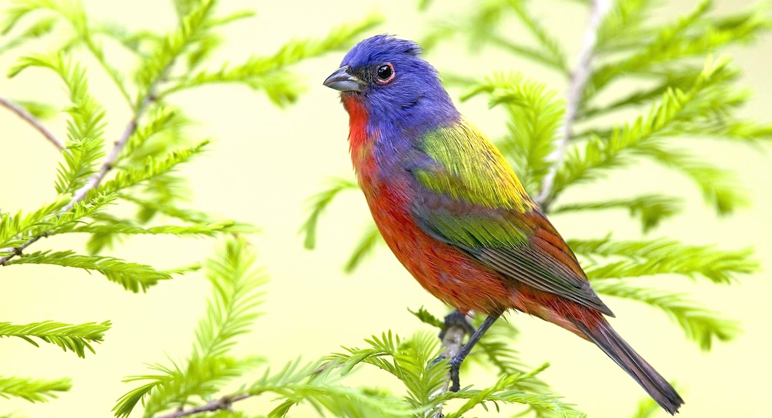 Wonderful colorfull bird at 640 x 960 iPhone 4 size wallpapers HD quality