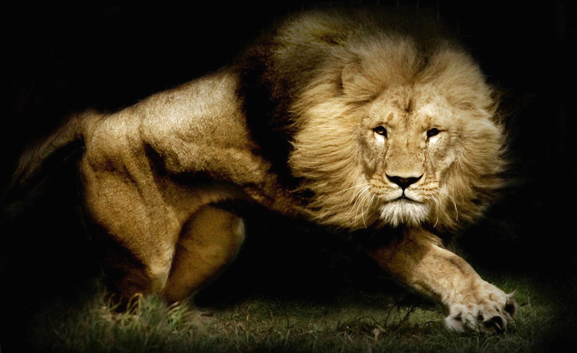 Wonderful lion at 1334 x 750 iPhone 7 size wallpapers HD quality