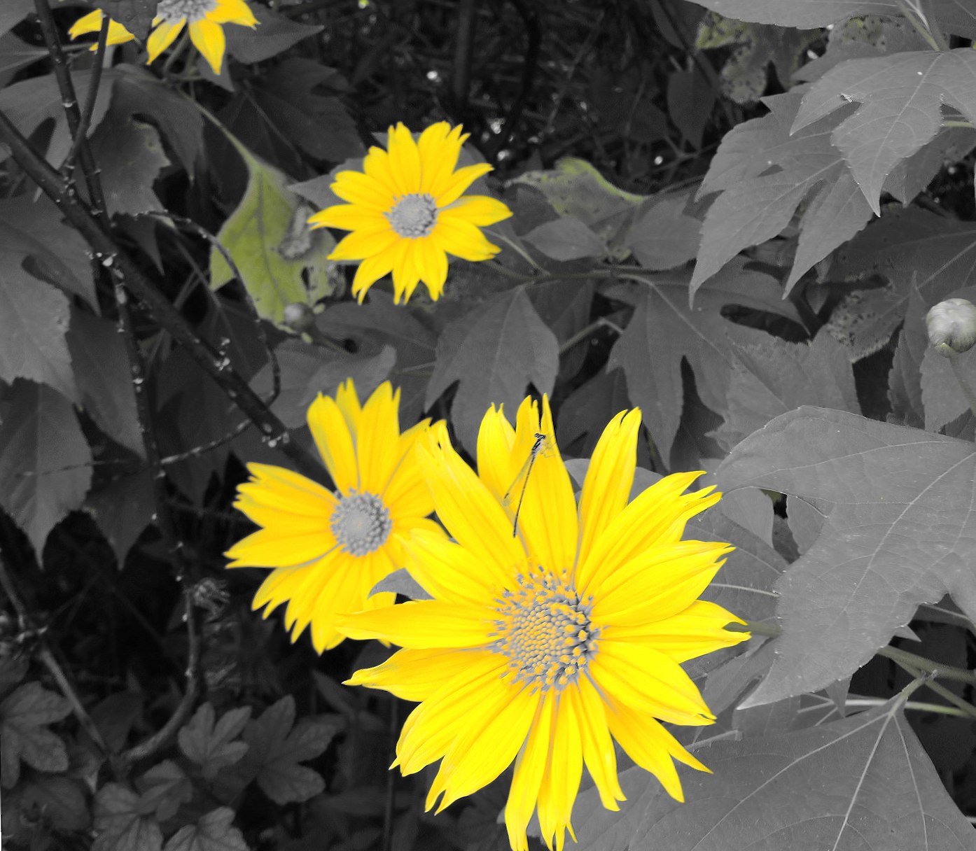 World of Yellow at 320 x 480 iPhone size wallpapers HD quality