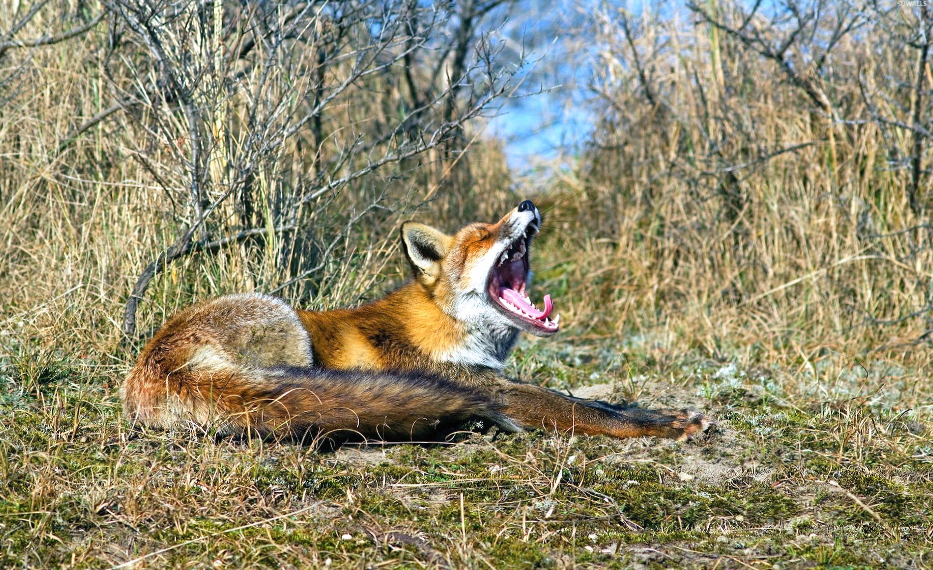 Yawnig fox at 1600 x 1200 size wallpapers HD quality