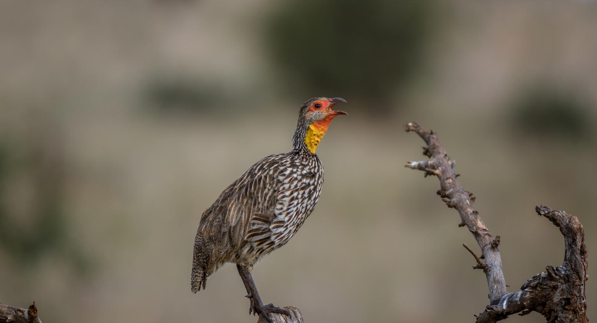 Yellow-necked Spurfowl Bird at 640 x 1136 iPhone 5 size wallpapers HD quality