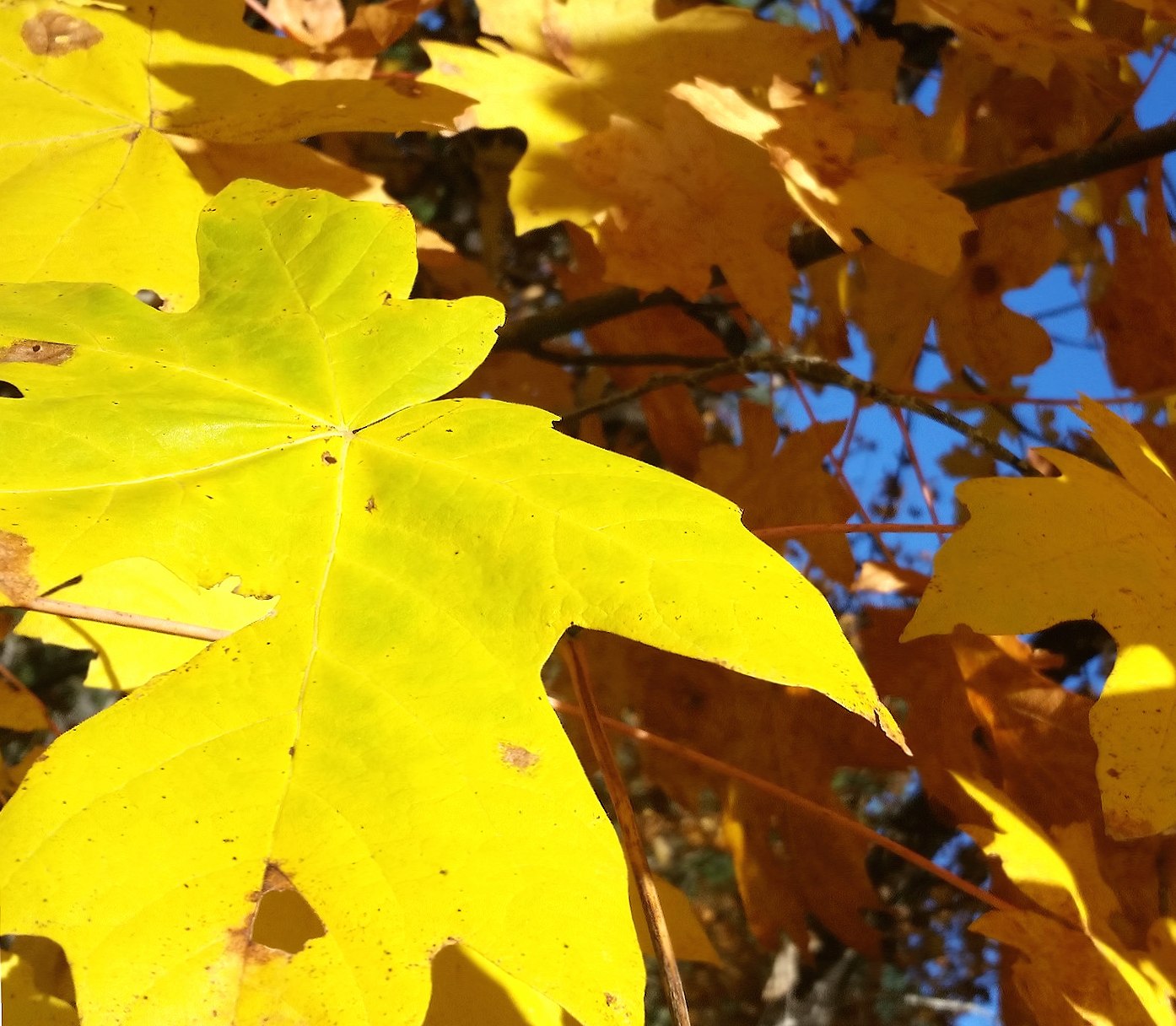 Yellow Autumn at 640 x 960 iPhone 4 size wallpapers HD quality