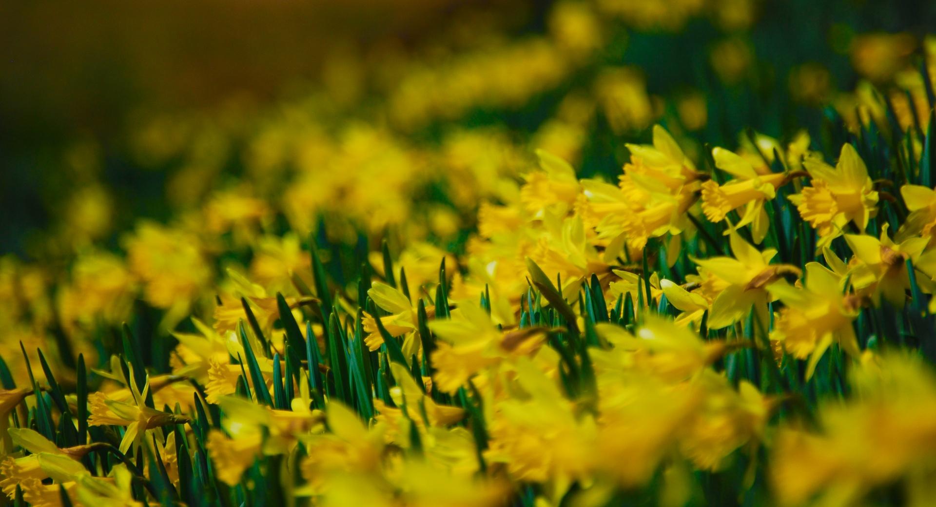 Yellow Daffodils at 320 x 480 iPhone size wallpapers HD quality