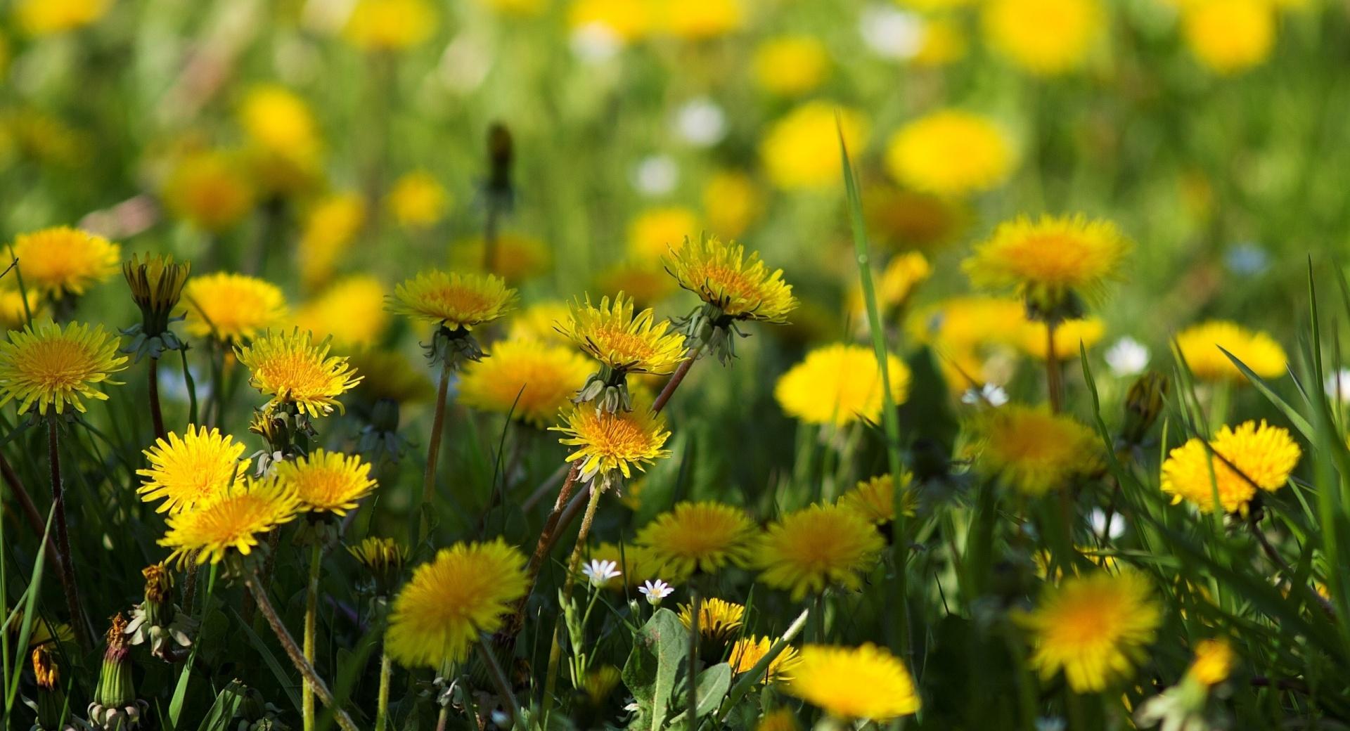 Yellow Dandelions at 640 x 960 iPhone 4 size wallpapers HD quality