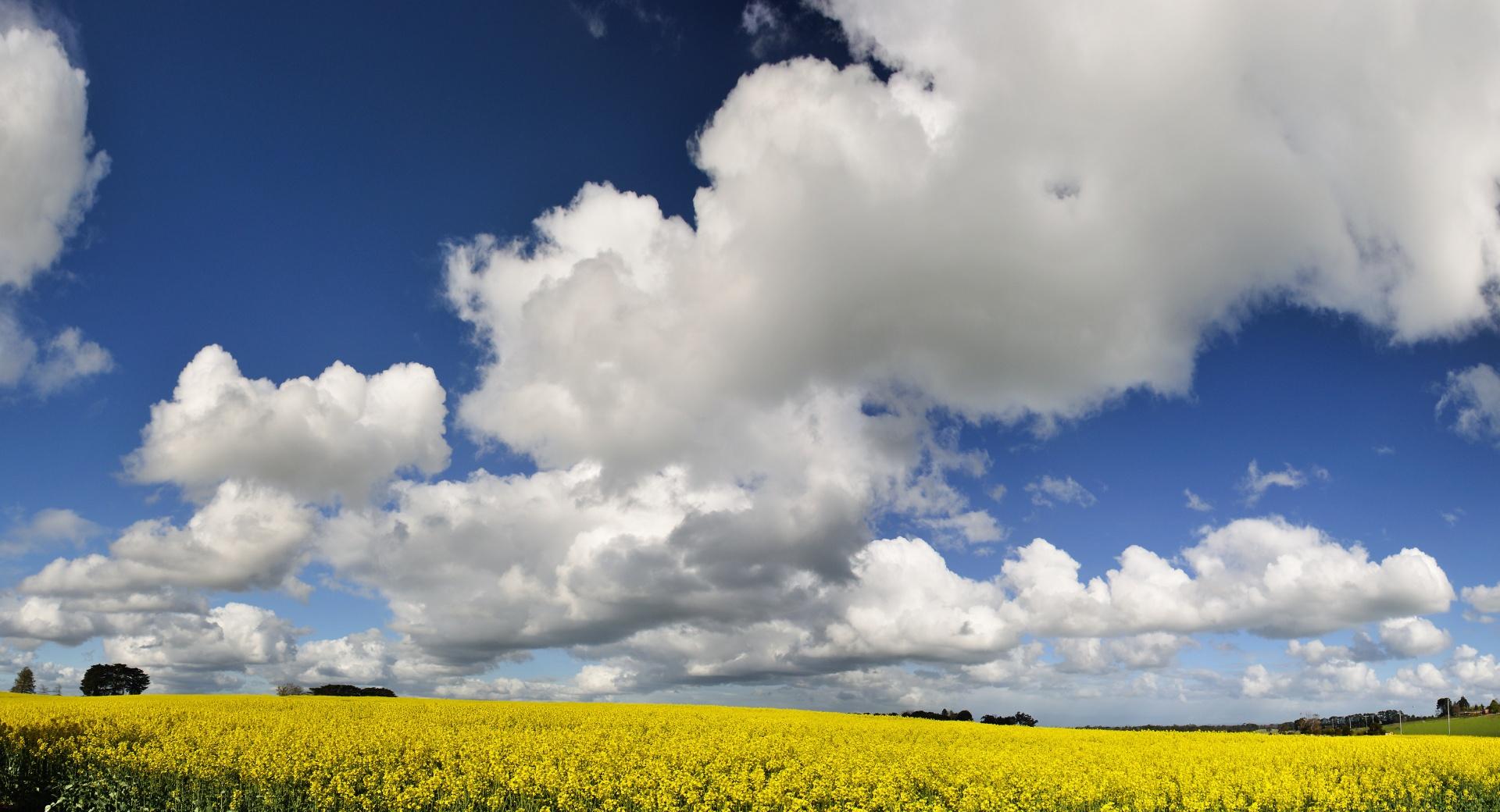 Yellow Field at 1334 x 750 iPhone 7 size wallpapers HD quality