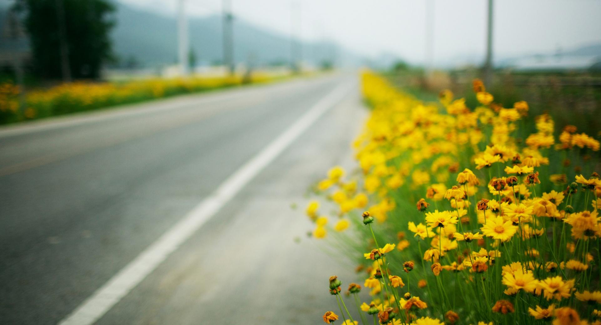 Yellow Flowers Along The Road at 1024 x 1024 iPad size wallpapers HD quality