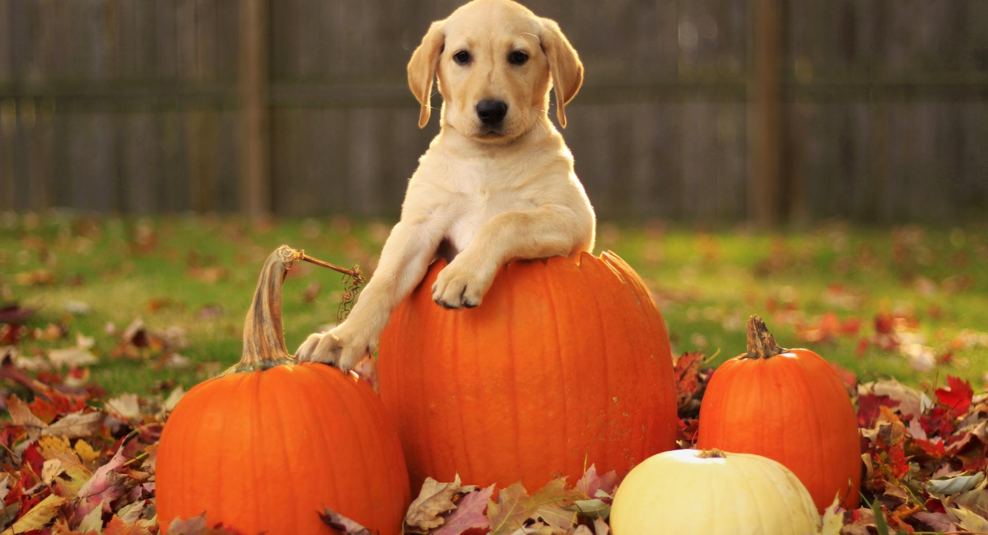 Yellow Labrador Retriever Puppy Autumn at 1334 x 750 iPhone 7 size wallpapers HD quality