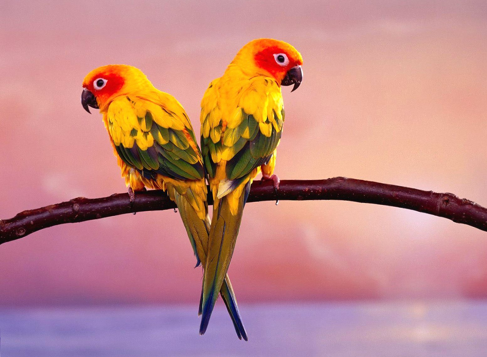 Yellow parrots wallpapers HD quality