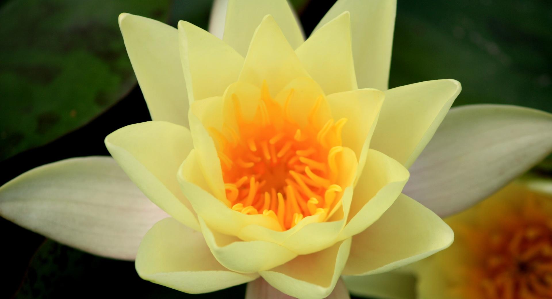 Yellow Water Liliy at 320 x 480 iPhone size wallpapers HD quality